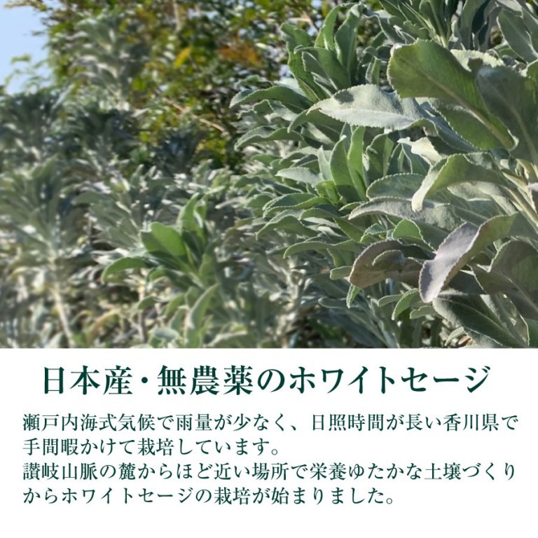 日本産ホワイトセージ B級品（枝・葉・クラスター入り）30g ×２袋セット 浄化用 - LIANA - Hapima!（ハピマ） ハッピーマーケット